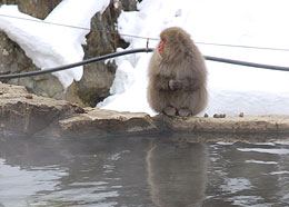 Jigokudani Yaen Koen